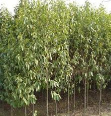 河南北方園林綠化實業