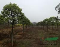 江西廣茂實業(yè)大量供應(yīng)樹形好的桂花紫薇櫻花_江西廣茂實業(yè)大量供應(yīng)樹形好的桂花紫薇櫻花供應(yīng)_江西南昌廣茂實業(yè)_中國園林網(wǎng)