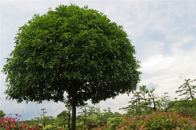 桂花03江西吉安精品苗木,工程苗木-江西井岡園林實業(yè)發(fā)展商鋪供應(yīng)列表-第1頁