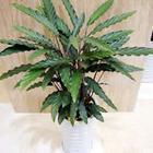 植物租賃_植物租賃供貨商_供應(yīng)植物租賃-上海花卉租賃報(bào)價(jià)-浦東花卉租賃聯(lián)系電話_植物租賃價(jià)格_上海康馨園林(晨蘇實(shí)業(yè))