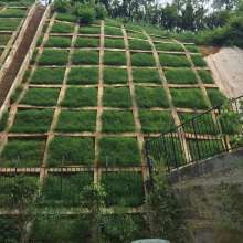  湖南新天地園林綠化實(shí)業(yè)公司 主營(yíng) 各種花圃苗木 玉蘭樹