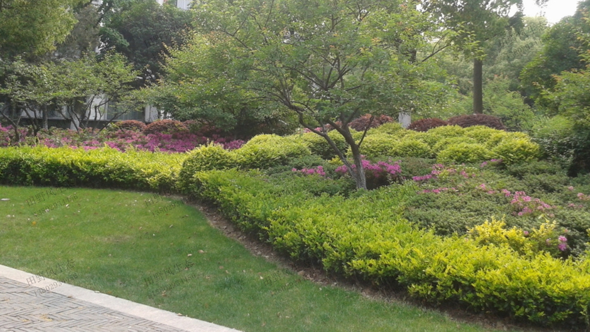 住宅小區園林綠化養護管理服務-綠化養護-廣東田野風實業