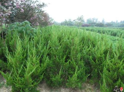 【龍柏,龍柏價格,河南龍柏,潢川龍柏】價格,廠家,圖片,灌木,河南開元園林生態(tài)實業(yè)-