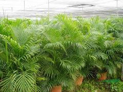 散尾葵供應(yīng)與園林綠化——廣東華美霖園林實業(yè)的專業(yè)服務(wù)